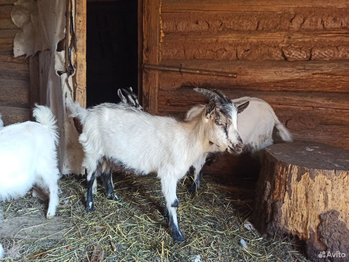 Молодые коза и козлы (возраст полгода) купить на Зозу.ру - фотография № 4