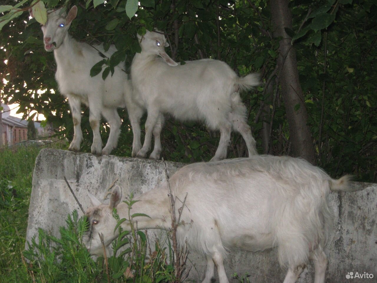 Продается коза с апрельским приплодом купить на Зозу.ру - фотография № 2