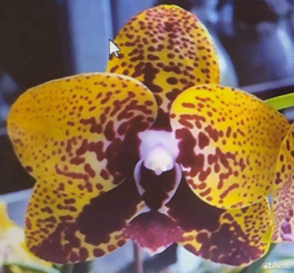 Орхидеи купить на Зозу.ру - фотография № 4