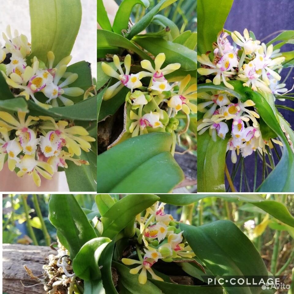 Орхидея гастрохилус японика купить на Зозу.ру - фотография № 1
