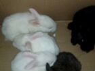 Продаю кроликов Атнинский район объявление продам