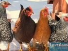 Поставка куриц ко двору в городище объявление продам