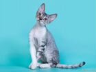 Снежный Барс котёнок породы девон рекс объявление продам