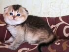 Драгоценные шотландские котята объявление продам