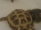 Две черепахи красноухие водяные объявление продам