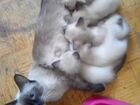 Новогодние котятки, сиамских родителей 1,5 мес объявление продам