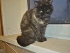 Молодая кошка (метис шотландской) объявление продам