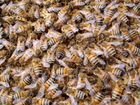 Пчелы бакфаст объявление продам