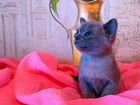 Бурманский котик объявление продам