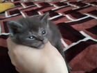 Котята Русской голубой кошки объявление продам