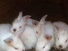 Кролики Калифорнийские чистокровные объявление продам