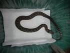 Змеи(ромбические неродии) объявление продам