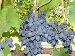 Саженцы плодового винограда