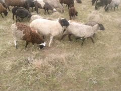 Овцы бараны на мясо