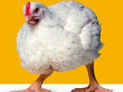 Цыплята Коб 500 (яйцо из Чехии)