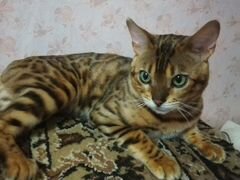 Бенгальский кот для вязки