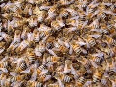 Пчелы бакфаст