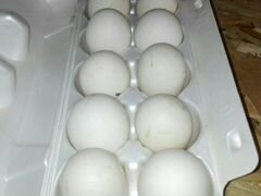 Инкубационное яйцо. Пушкинская порода
