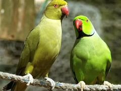Ожиреловые попугаи