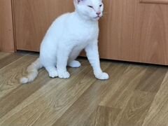 Котёнок Донского сфинкса (велюровый)