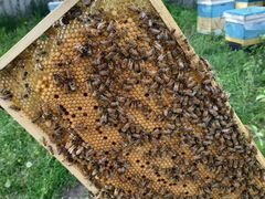 Пчелопакеты среднерусской породы и бакфаст