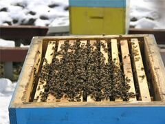 Пчёлы-семья на высадку