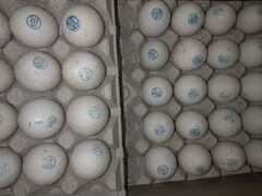 Мулард. Инкубационные яйца