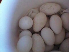 Яйца гусиные для инкубации.продаю домашнего молоко