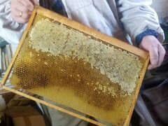 Продаются пчелосемьи (в ульях )