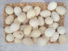 Индюшиные инкубационные яйца