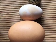 Яйца куриные цесариные перепелиные