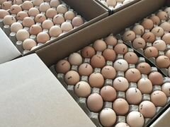 Инкубационное яйцо Бройлер Кооб 500 (Испания)