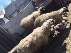 Овцы матки