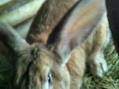 Кролик породы Фландер,возраст 7-8 месяцев,Кролы и