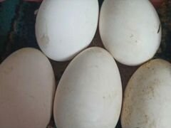 Буйнакск недельная яйцо по 70
