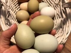 Яйца инкубационные марана аракуана