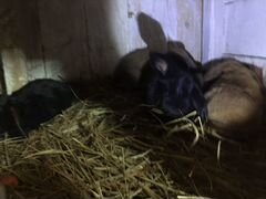 Крольчата французский баран,1.5 месяца