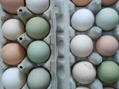 Яйца, Инкубационные яйца