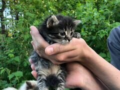 Симпатичные котята в добрые руки