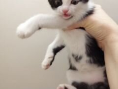 Отдам в заботливые руки котенка(мальчик) 1,5 месяц