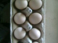 Инкубационное яицо китайских шелковых кур