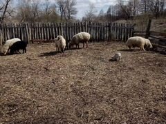 Продам овец и курдючного барана