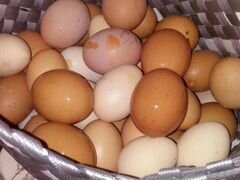 Яйца куриные, перепелиные