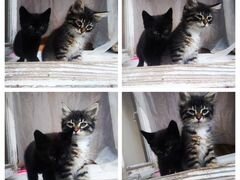 2 котёнка ищут заботливых хозяев