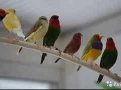 Амадины попугайные, японские, форбисы