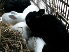 Кролики от месяца до трех