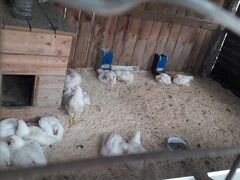 Цыплят бройлеров двух месяцев