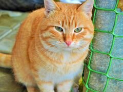 Рыжий котик-подросток (4 мес) ищет себе хозяев