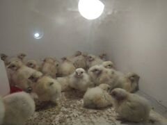 Цыпленок голошейки белой (Франция)