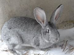 Продам кроликов порода серый великан